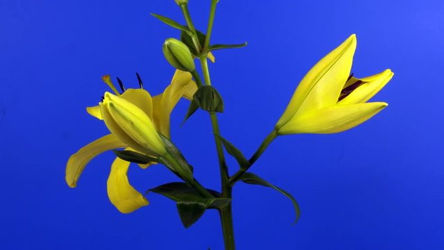 yellow illy filmed over five days