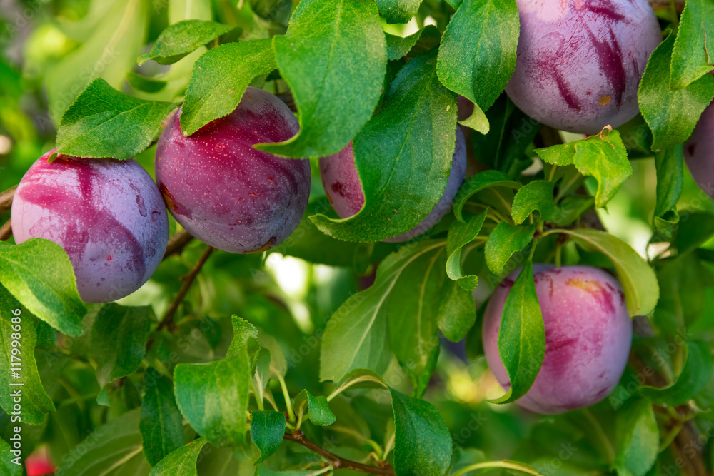 Poster Plum tree