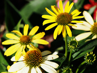 Echinacea 'Cleopatra' - Coneflower 