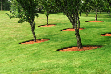 trees on green lawn, outdoor landscaping