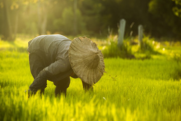 Farmers working the sunset