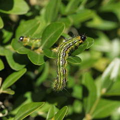 Chenille de la pyrale du buis