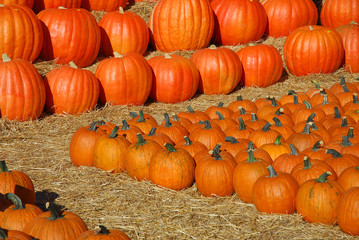pumpkin harvest and arranged on the ground
