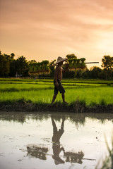 Farmers grow rice in the rainy season. They were soaked with water and mud to be prepared for...