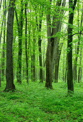  green forest