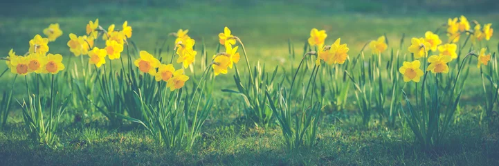 Afwasbaar Fotobehang Narcis Mooie bloemen van gele narcissen