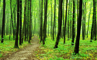 Fototapeta premium forest