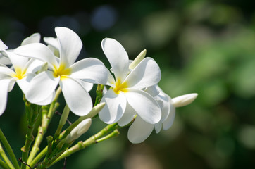 Fototapeta na wymiar white plumeria flowers