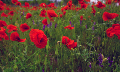 Fototapeta na wymiar wild flowers poppies in a field with grass