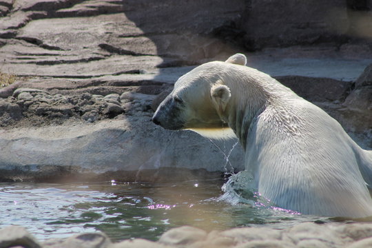 Polar Bear swimming in water