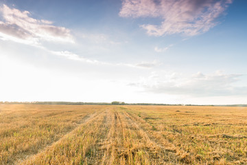 Fototapeta premium Закат в поле после сбора урожая