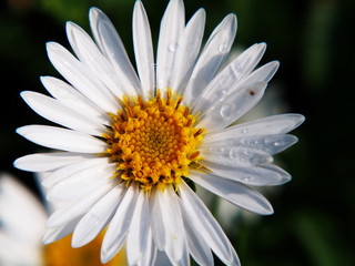 Fototapeta premium Alpine aster (Aster alpinus) - white semi-double flowers, spring. 