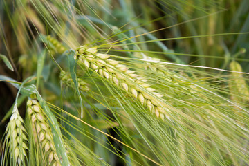 Roggen (Secale cereale)