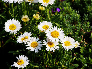 Obraz premium Alpine aster (Aster alpinus) - white semi-double flowers, spring. 