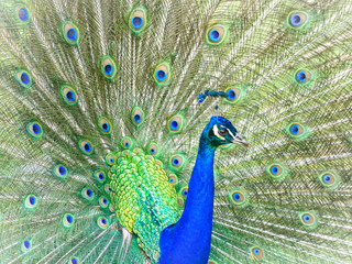 Obraz premium peacock turns a wheel - Pfau schlägt ein Rad 