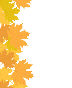 Autumn leaves isolated on white background, autumn banner for text. Vector illustration
