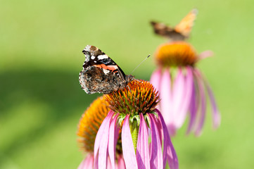 Butterfly on a flower