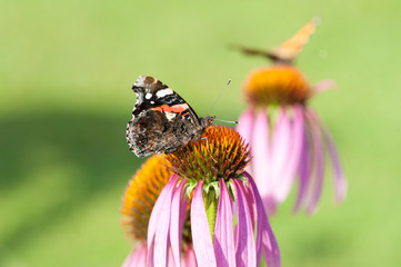 Butterfly on a flower