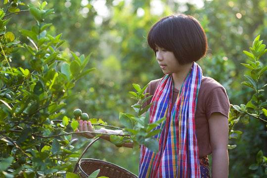 Asian girl work in the lime garden.