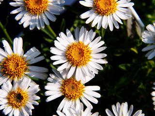 Obraz premium Alpine aster (Aster alpinus) - white semi-double flowers, spring. 
