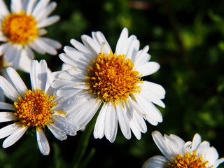 Obraz premium Alpine aster (Aster alpinus) - white semi-double flowers, spring. 