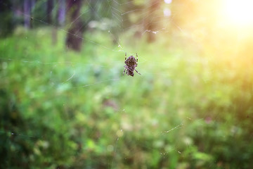 Close up view of the strings of a spiders web