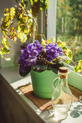 Beautiful violet in a pot on the windowsill