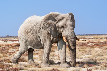 Fototapeta na wymiar Bull Elephant in the Etosha National Park in Namibia, Africa; Concept for travel in Africa and Safari
