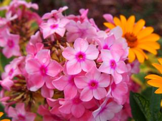 Phlox paniculata 'Becky Towe'