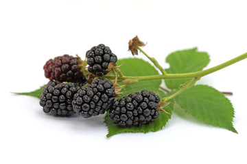 Brombeeren, Rubus sectio Rubus