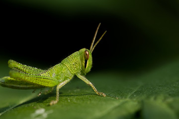 トノサマバッタ