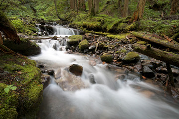Fototapeta na wymiar Pacific Northwest Forest Stream