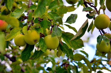 young apples growing on a tree