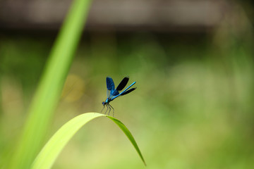 ważka siedzi na liściu