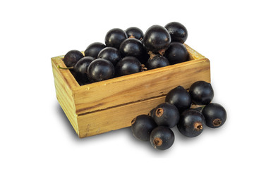 Blackenning currant ripe berries