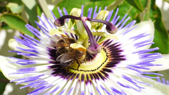 Bienen best&auml;uben Passionsblume, Passiflora 