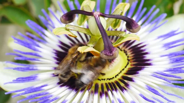 Bienen best&auml;uben Passionsblume, Passiflora 