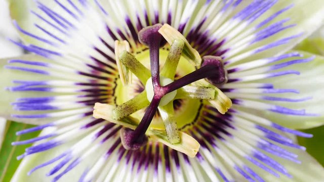 Blaue Passionsblumenbl&uuml;te, Passiflora caerulea