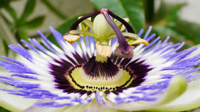 Blaue Passionsblumenbl&uuml;te, Passiflora caerulea