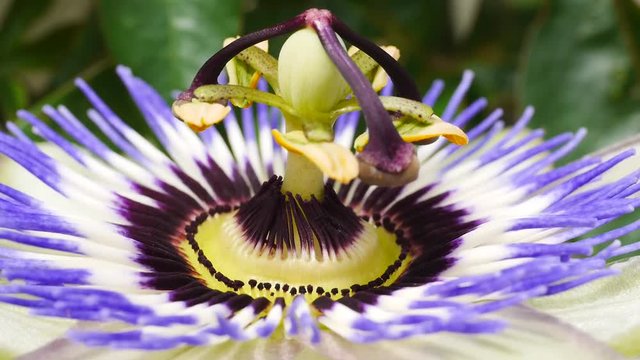 Blaue Passionsblumenbl&uuml;te, Passiflora caerulea