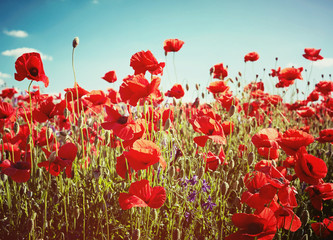 Poppy field flowers. Red poppies over blues sky background