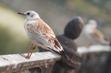Gull on fence