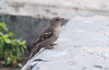 Brown female sparrow (Passer domesticus)