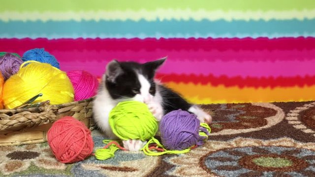 4K video of a Black and white tabby kitten on carpet floor, bright striped background, balls of yarn in a basket with crochet hooks, playing with balls of yarn