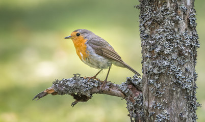 Robin