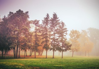 Wald im Herbst bei Nebel