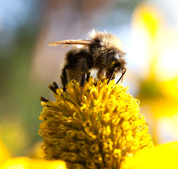     A bumblebee on a flower.