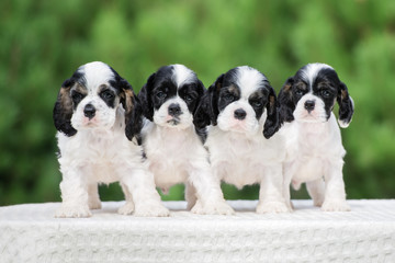 group of american cocker spaniel puppies standing outdoors together © otsphoto