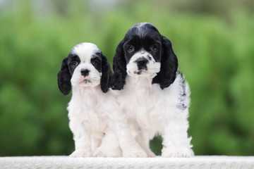 Fototapeta premium adorable american cocker spaniel puppies