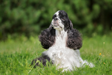 Fototapeta premium adorable american cocker spaniel dog